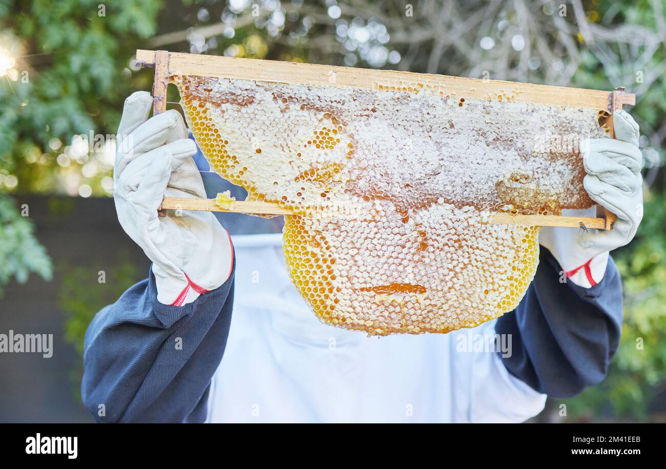 Bienenzucht, Natur und Hände mit Honigrahmen, bereit für die Ernte, Extraktion und Sammlung natürlicher Produkte von Bienen. Nachhaltige Landwirtschaft, Landwirtschaft und Stockfoto