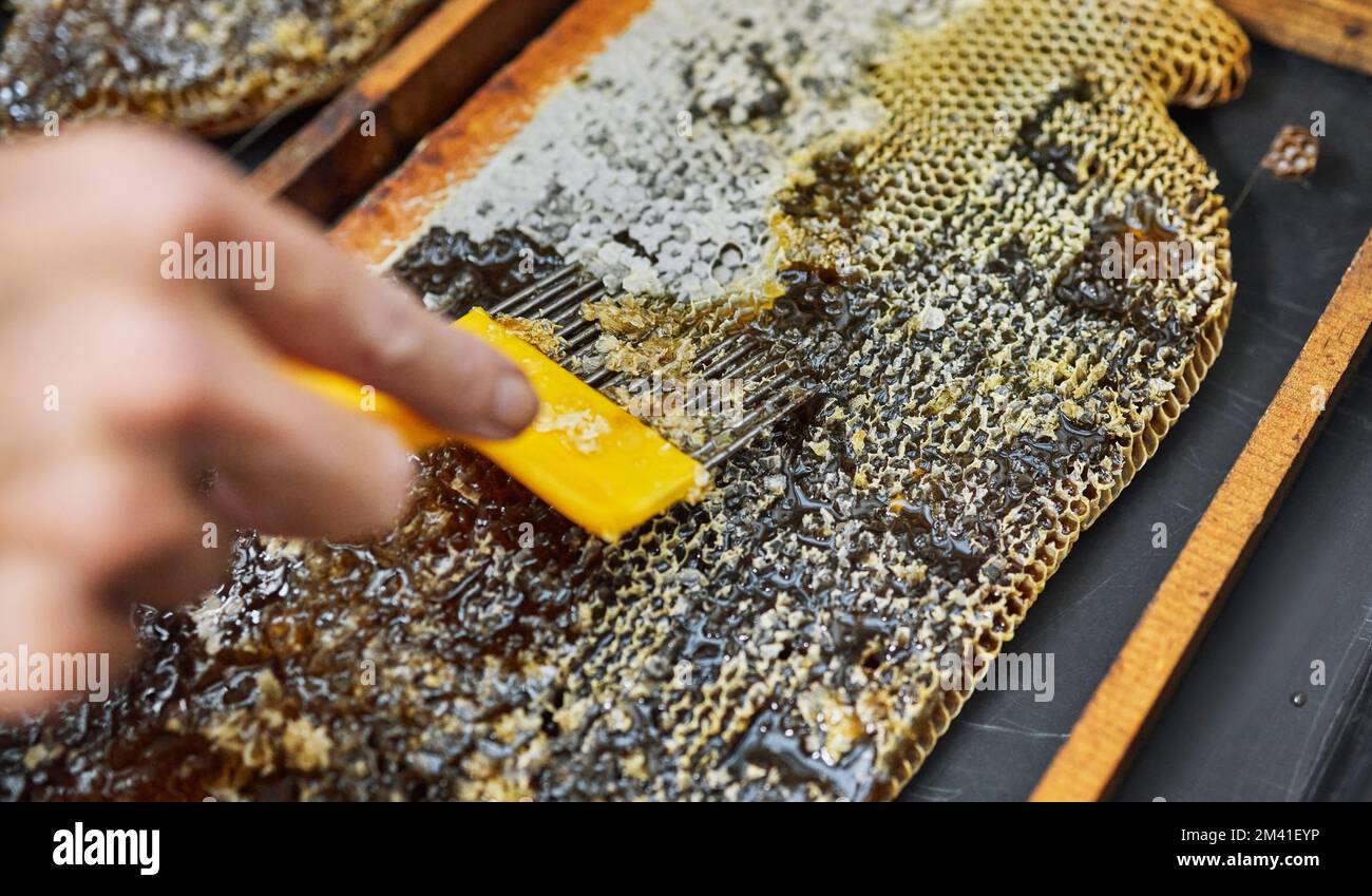 Hand-, Imker- oder Aufdeckungswerkzeug für Honigernte, nachhaltige Landwirtschaft oder Bienenerzeugnisse für die ländliche Nahrungsmittelerzeugung. Zoomen Sie auf den Insektenschaber Stockfoto