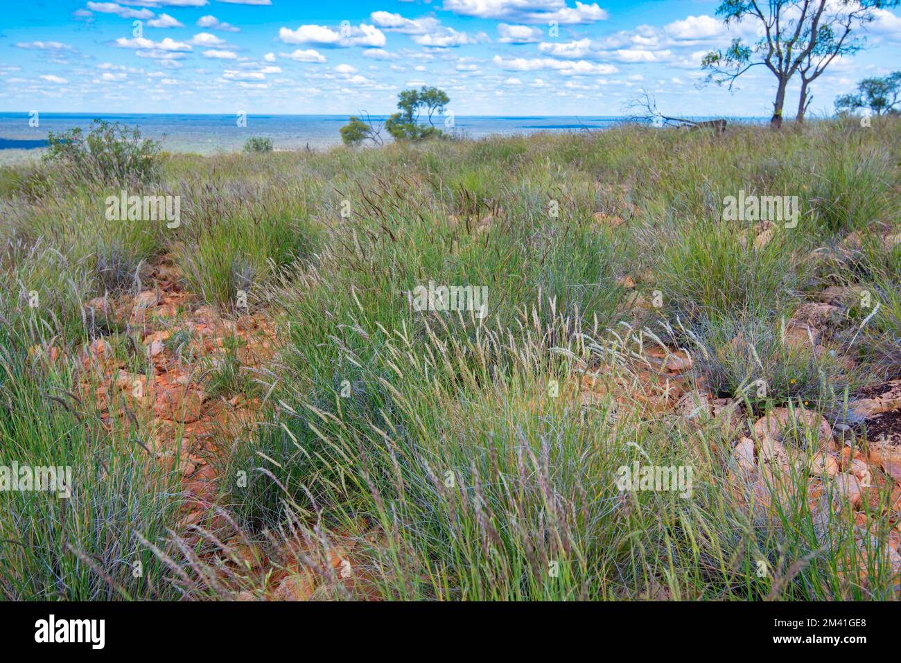 Einheimisches australisches Mitchell Grass (Astrebla lappacea), das zwischen metamorphen Quarzitfelsen am Mount Oxley an der Outback Rossmore Station wächst Stockfoto