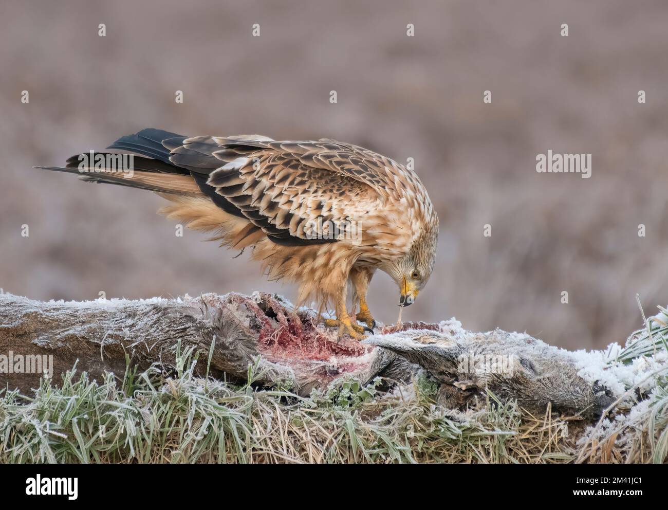 Juvenile Red Kite, Milvus milvus, auf gefrorenem Hirschkadaver im Winter, in Schottland Stockfoto