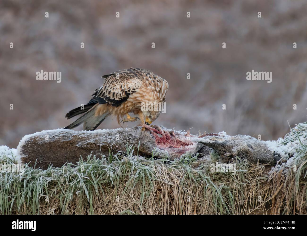 Juvenile Red Kite, Milvus milvus, auf gefrorenem Hirschkadaver im Winter, in Schottland Stockfoto