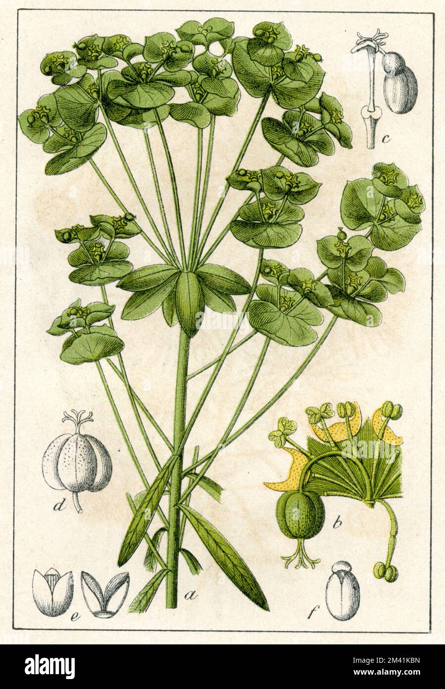 Blattschwanz Euphorbia esula, (Flaschenbuch, 1902), Esels-Wolfsmilch Stockfoto