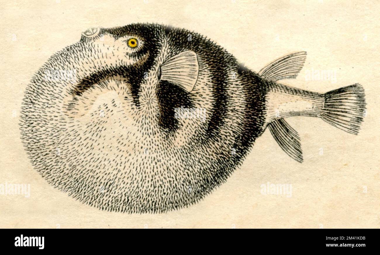 Weißfleckenpuffer Arothron hispidus, (Naturgeschichtbuch, 1861), Weißflecken-Kugelfisch Stockfoto