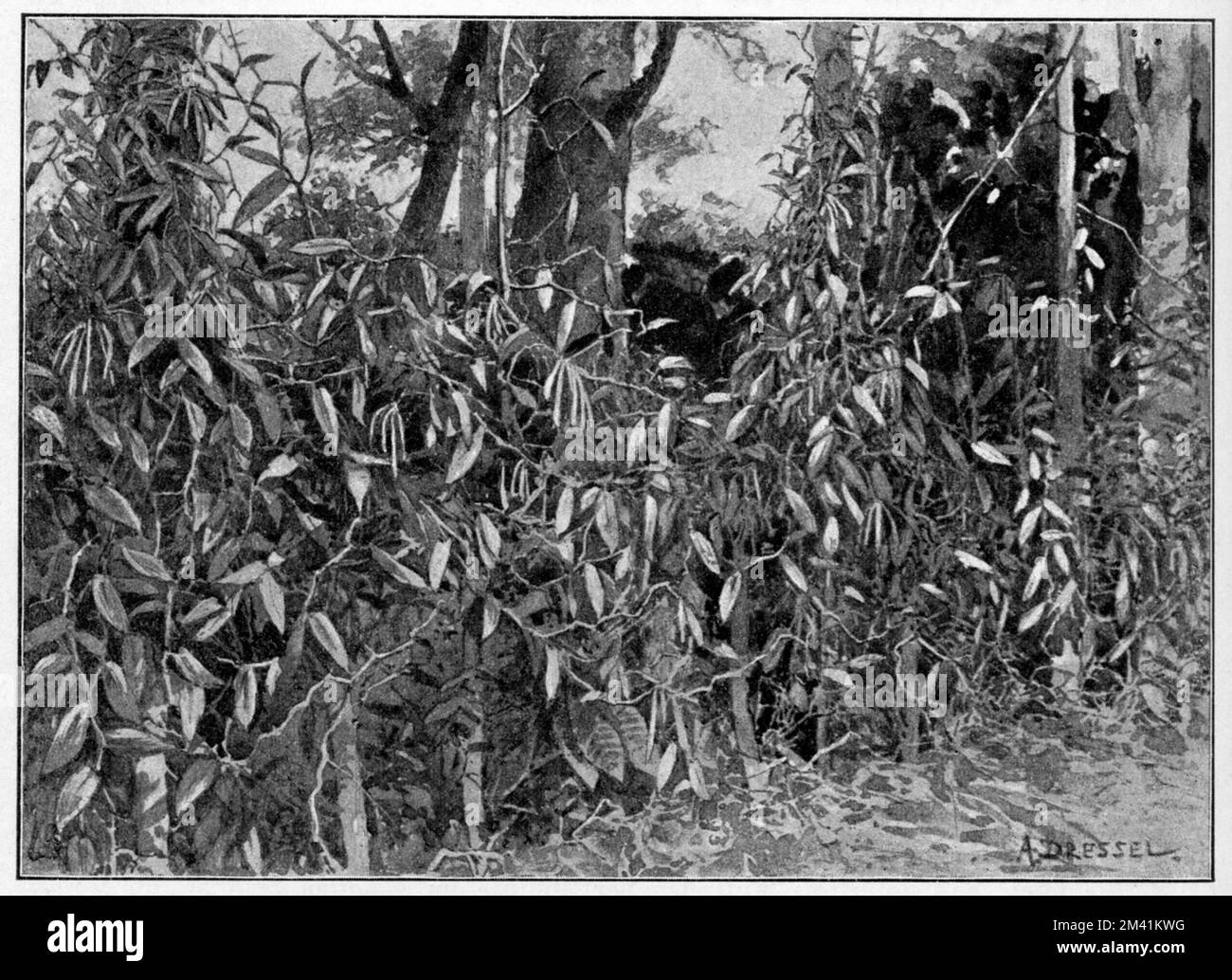 Vanille, Vanillekultur in Java Vanilla planifolia, A. Dressel (, ), Vanille, Vanillekultur auf Java Stockfoto