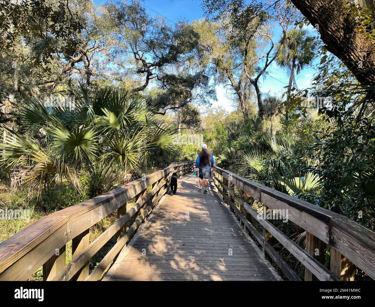 Wanderwege in einem State Park in Orlando, Florida. Stockfoto