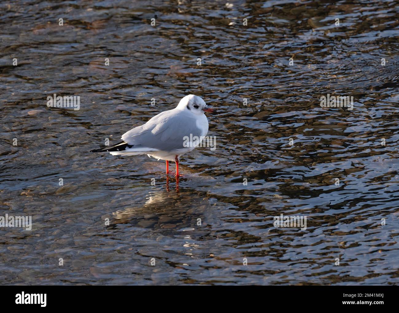 Schwarzkopfmöwe (Larus ridibundus), steht im Fluss Nith, Dumfries, Südschottland Stockfoto