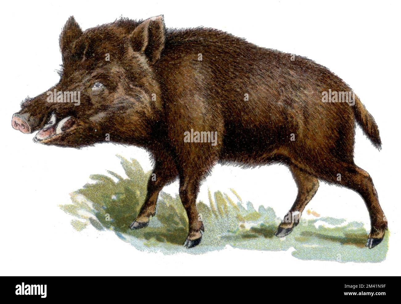 Wildschwein Sus scrofa (Zoologiebuch, 1913), Wildschwein Stockfoto