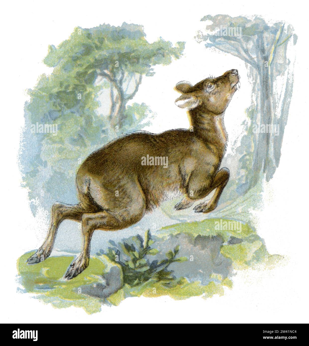 Moschus moschiferus, Sibirisches Moschustier (Zoologiebuch, 1913) Stockfoto