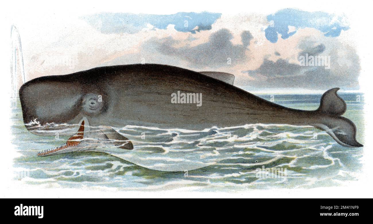 Pottwal oder Cachalot Physeter Catodon SYN. Physeter macrocephalus (Zoologisches Buch, 1913), Pottwal Stockfoto