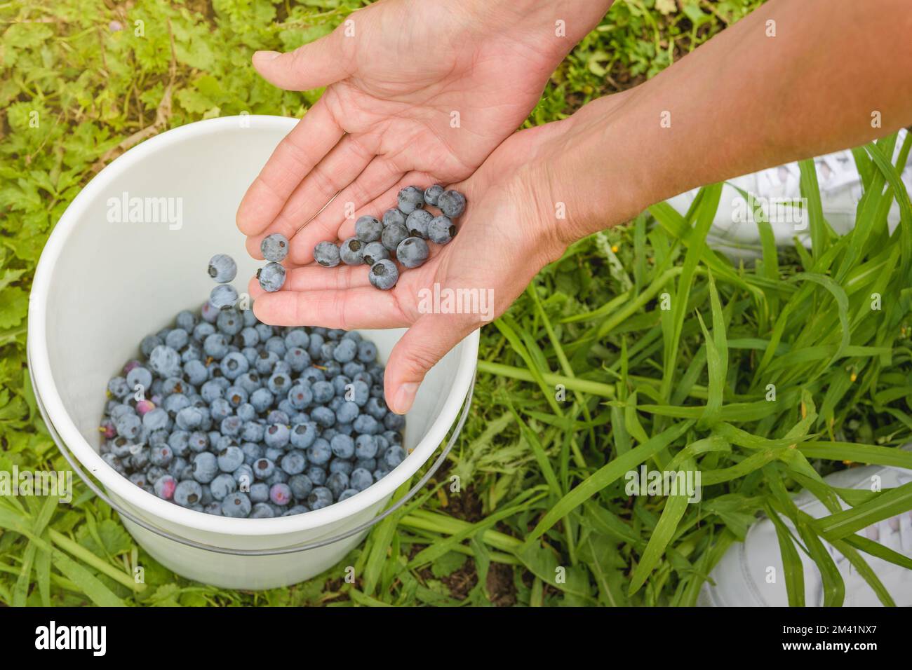 Reife Blaubeeren aus nächster Nähe. Weibliche Hand wirft Beeren in einen weißen Eimer Stockfoto