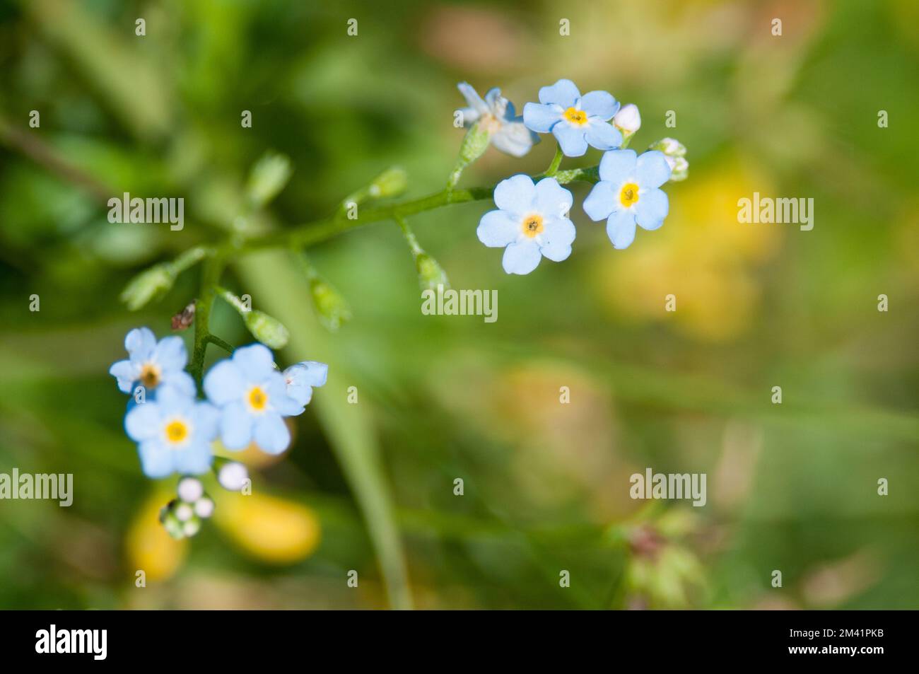 Zwei separate „Vergessen-mich-nicht“-Blumensträuße im Allegany State Park Stockfoto