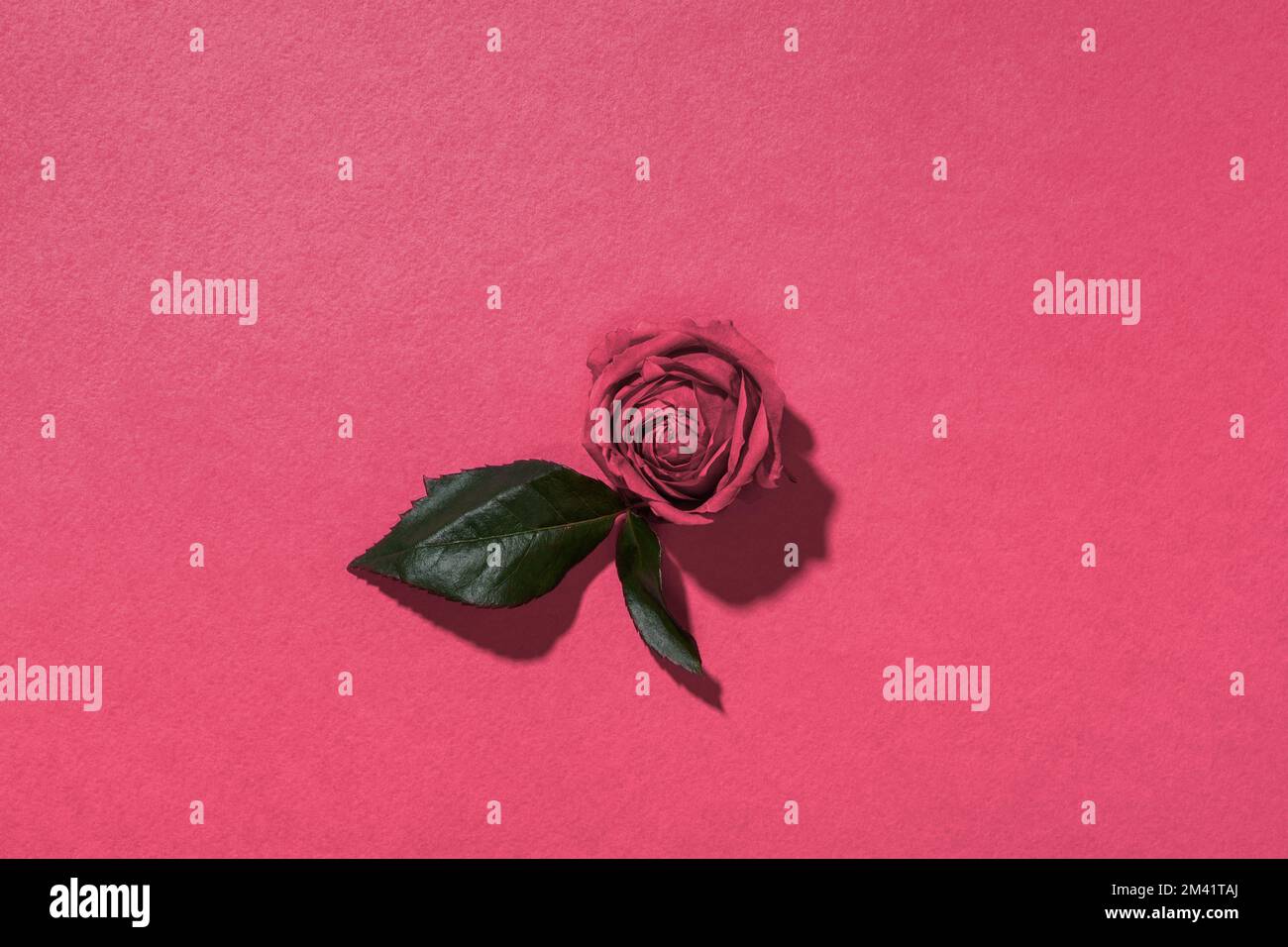 Minimalismus rosa Blütenblätter. Viva Magenta natürlicher Hintergrund. Das Konzept von Schönheit, Sinnlichkeit, Zärtlichkeit. Heller, farbenfroher Hintergrund. Minimalistische Postca Stockfoto