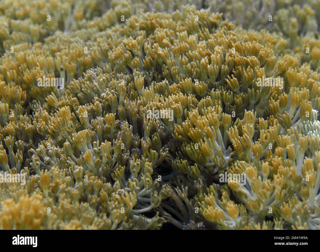 Unterwasserfischparadies: Tauchen in Indonesien Stockfoto