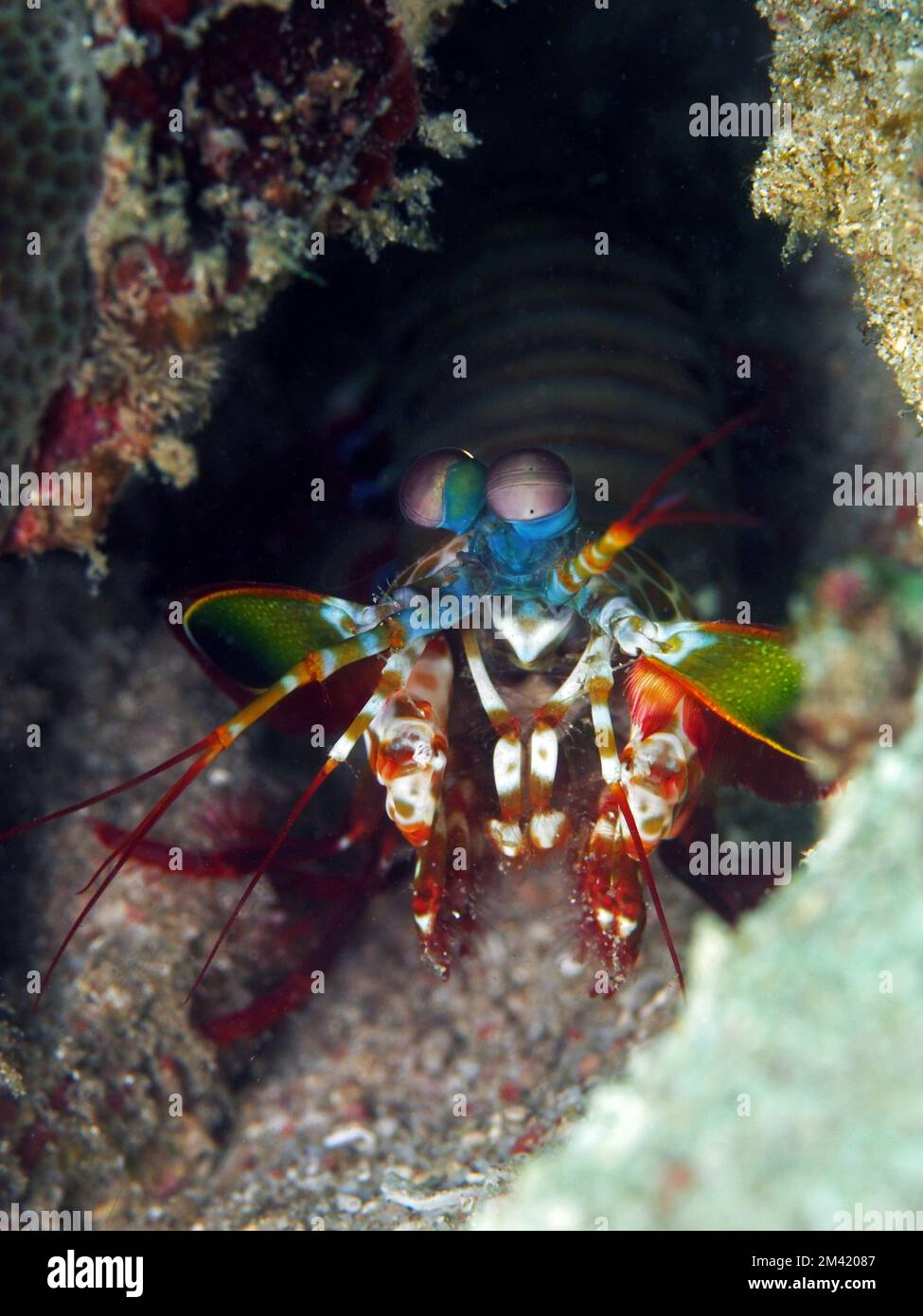 Unterwasserfischparadies: Tauchen in Indonesien Stockfoto