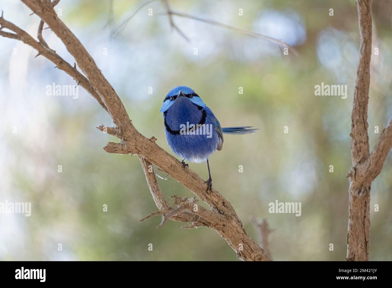 Splendid Fey Wren sieht uns auf einem Zweig, Perth, Westaustralien, neugierig an Stockfoto