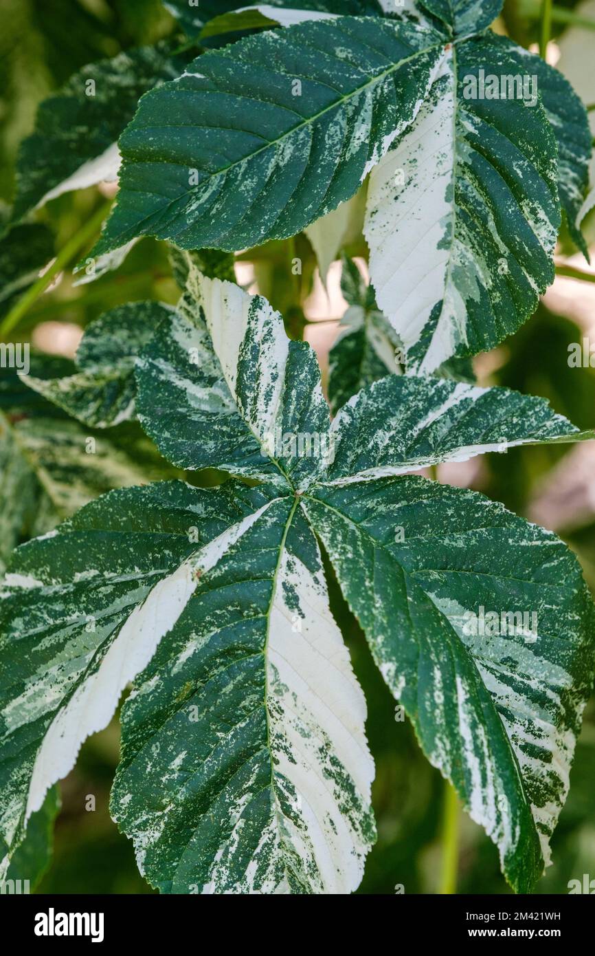 Aesculus turbinata „Marble Chip“, verschiedene japanische Pferdekeimnuss, Essteller-Größe, pazifisch zusammengesetzte Blätter Stockfoto