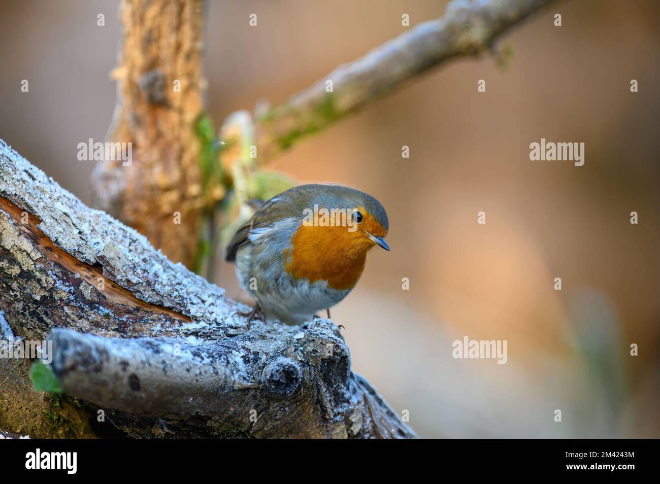 Robin, Erithacus rubecula, hoch oben auf einem frostigen Ast, mit Blick nach rechts Stockfoto