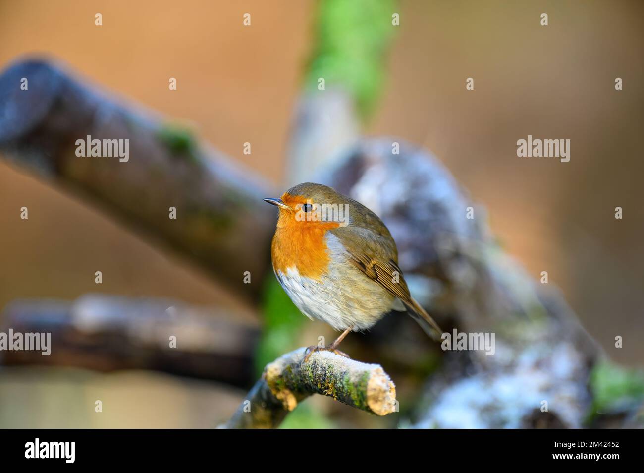Robin, Erithacus rubecula, hoch oben auf einem frostigen Ast, blickt nach links Stockfoto