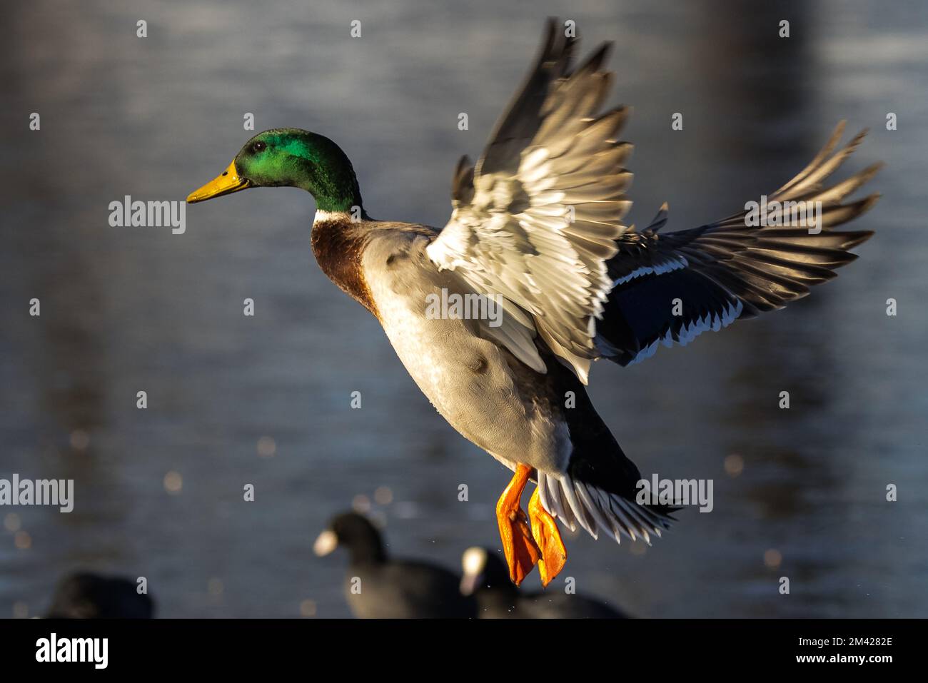 Malllard-Ente, Männlich Stockfoto