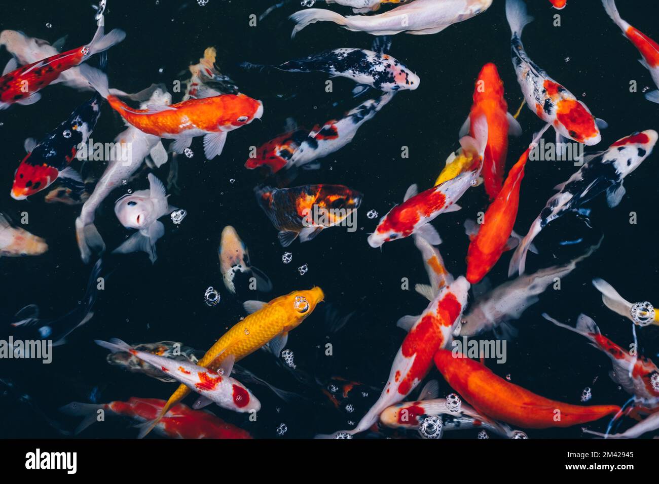Ein Haufen Nishikigoi-Koi, der farbenfrohe Karpfen (cyprinus rubrofuscus), der aktiv im Teich schwimmt. Selektiver Fokus. Stockfoto