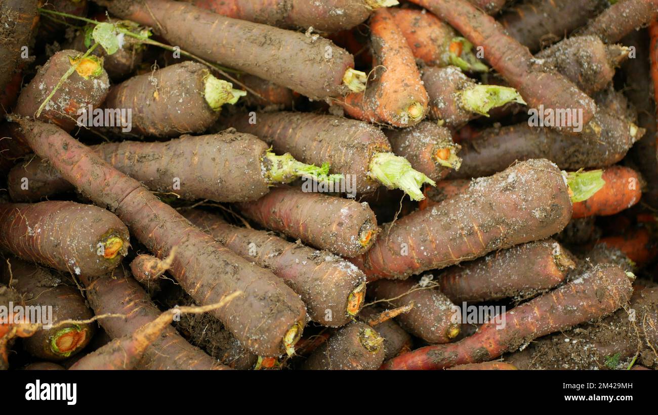 Karotte Daucus carota Feld Ernte Bauernhof bio Detail Bund Hand Wurzel sativus Ernte Nahaufnahme Blätter Blatt Gemüse Nahaufnahme Bodenanbau, Bio pl Stockfoto