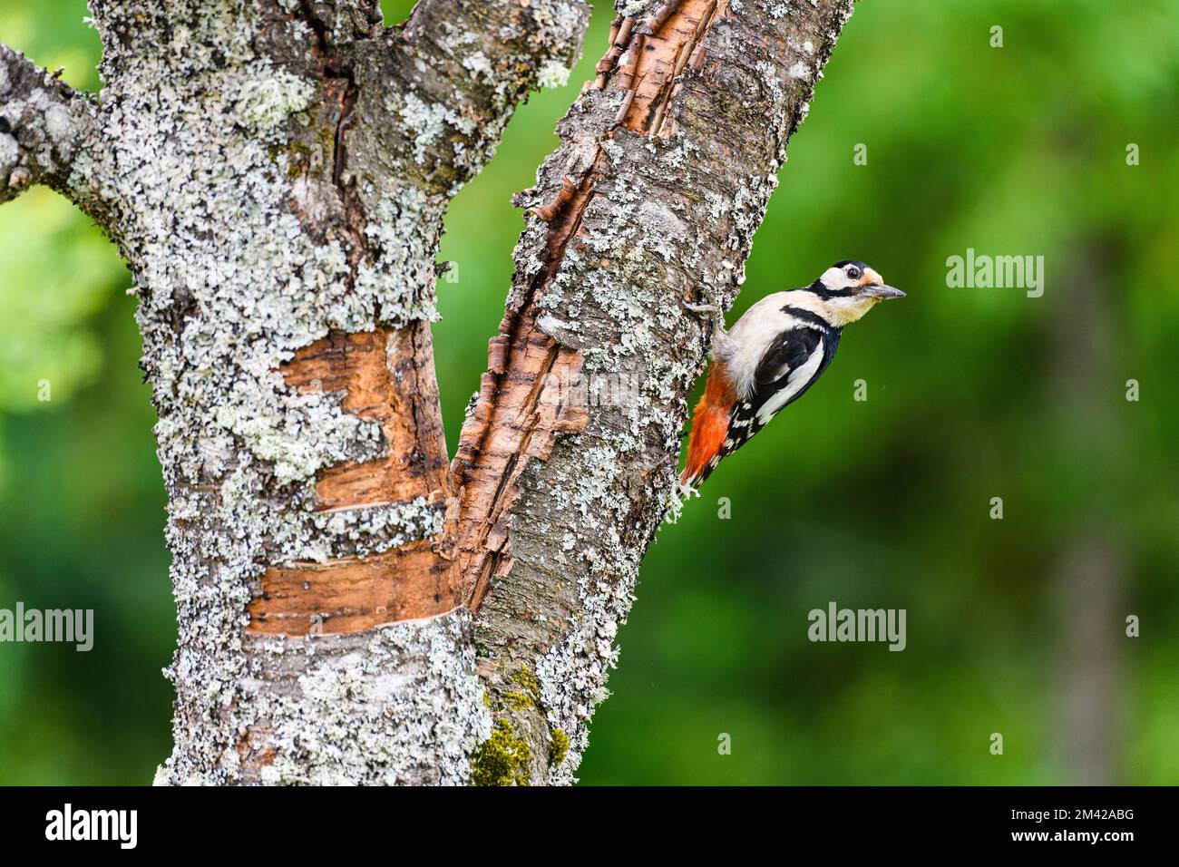 Speckvogel sitzt auf dem Baum Stockfoto