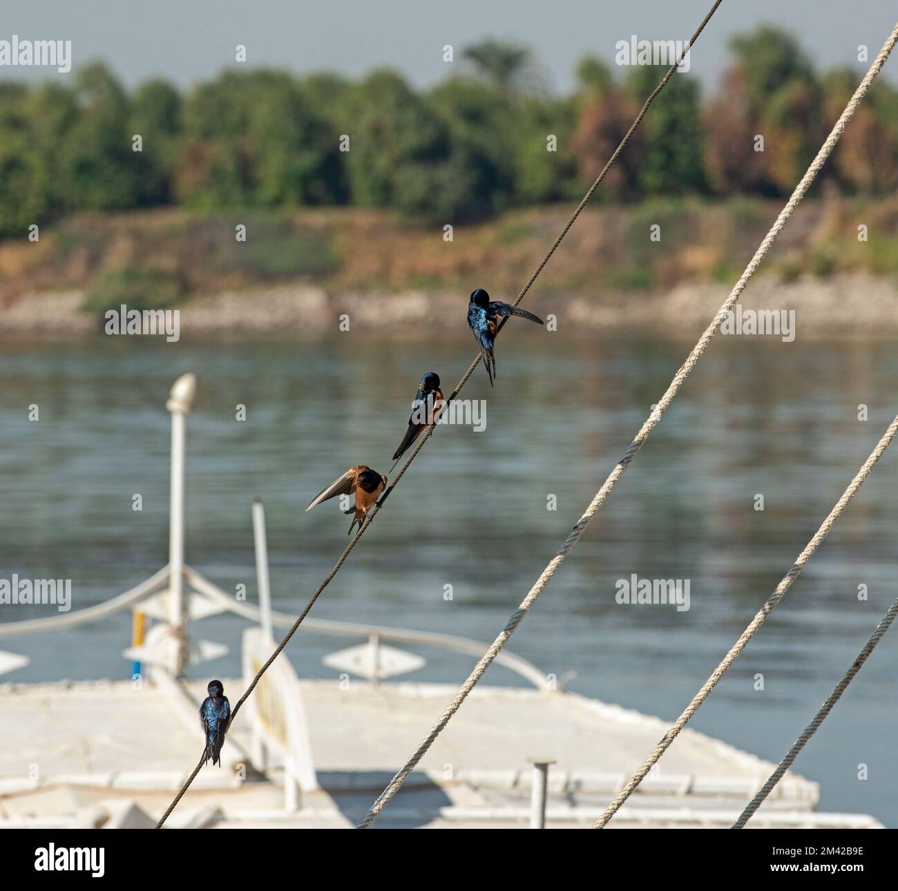 Rotbrustschwalbe Cecropis semirufa hoch oben auf einem Seil aus Segelboot mit Fluss im Hintergrund Stockfoto