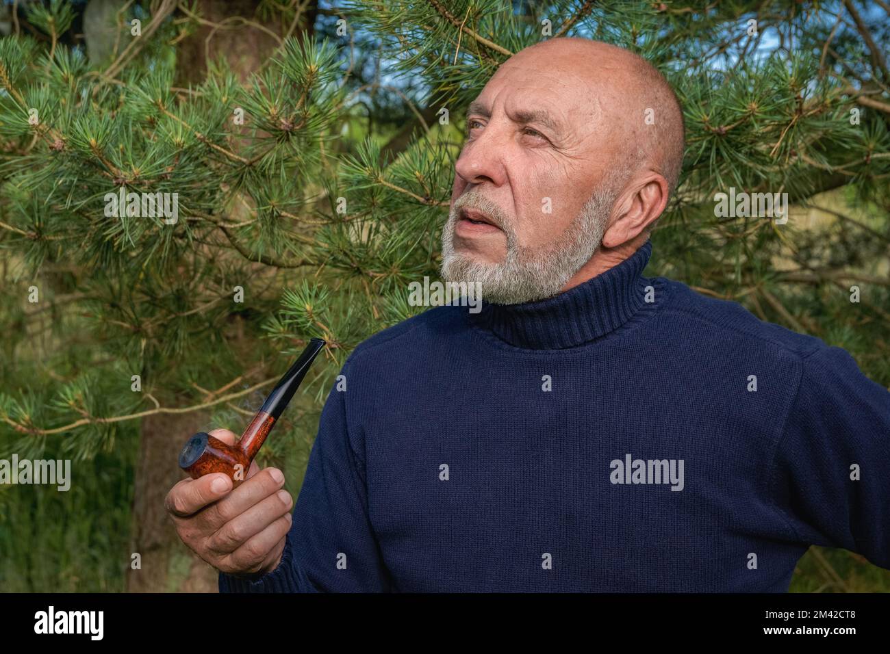 Ein grauhaariger Mann mit einem Bart und einer Raucherpfeife genießt die Natur in die Ferne in einem Nadelwald. Porträt Stockfoto