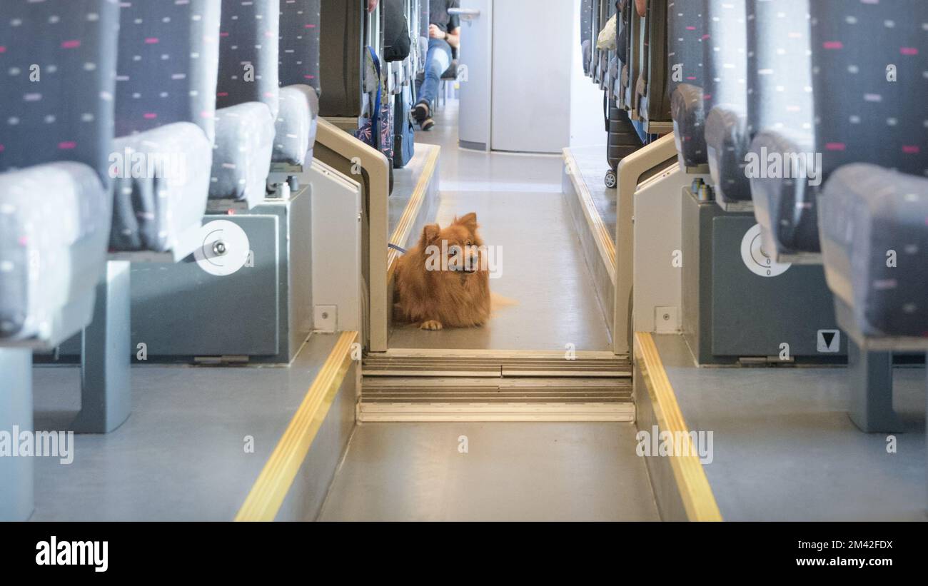 Die Beförderung eines Haushundes im Pkw eines Zuges. Stockfoto