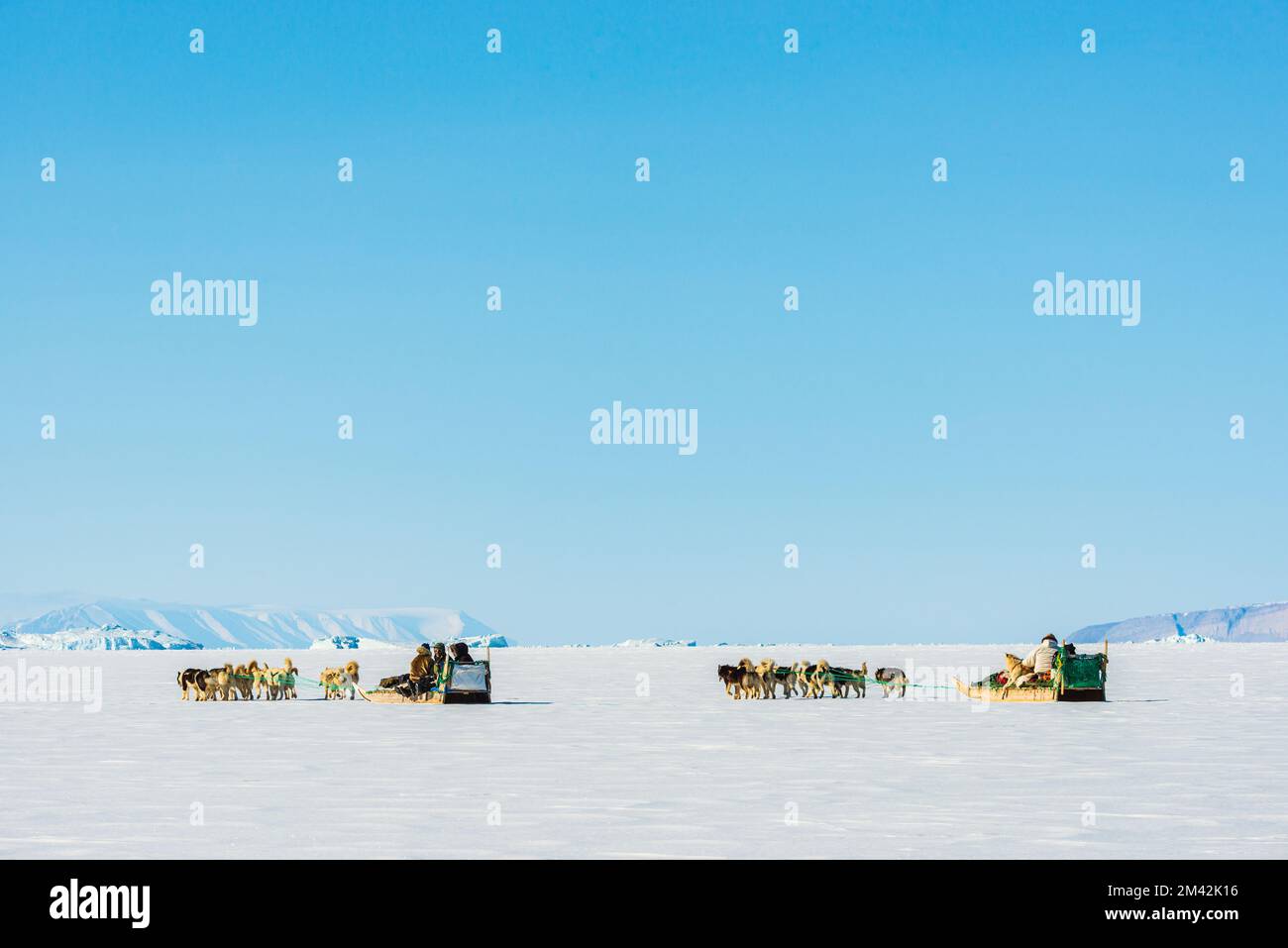 Musher und seine Hunde auf einem Touristenschlittenausflug Stockfoto