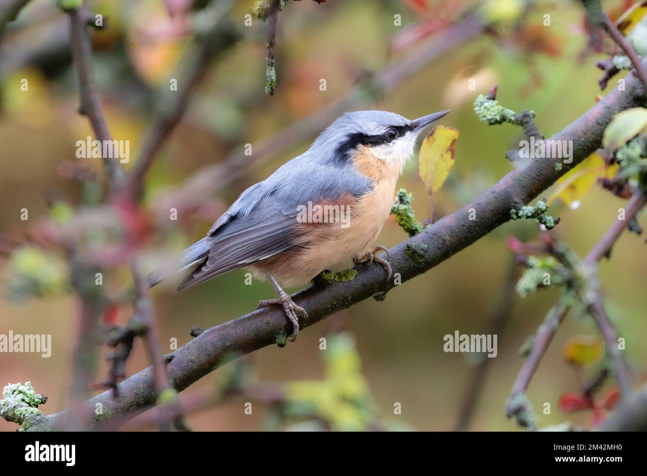 Im Sommer sitzt ein Klumpen in einem Krabbenapfel auf einem Ast. Stockfoto