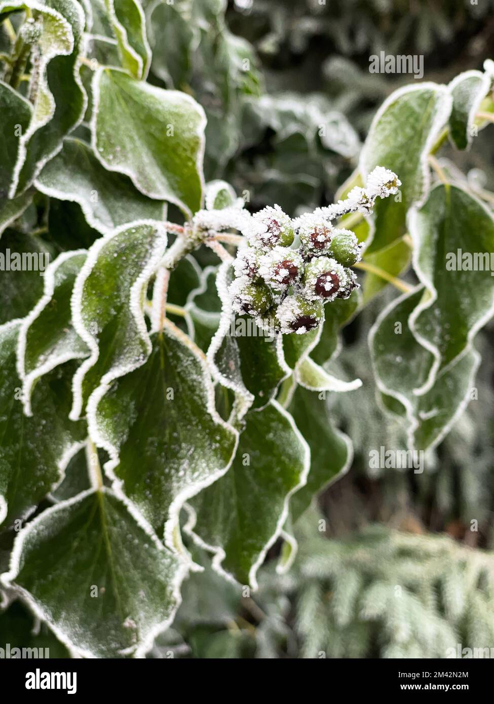 Heifrost bedeckt die grünen herzförmigen Blätter und Fruchtschwärme einer Efeu-Rine mit weißen Eiskristallen. Stockfoto