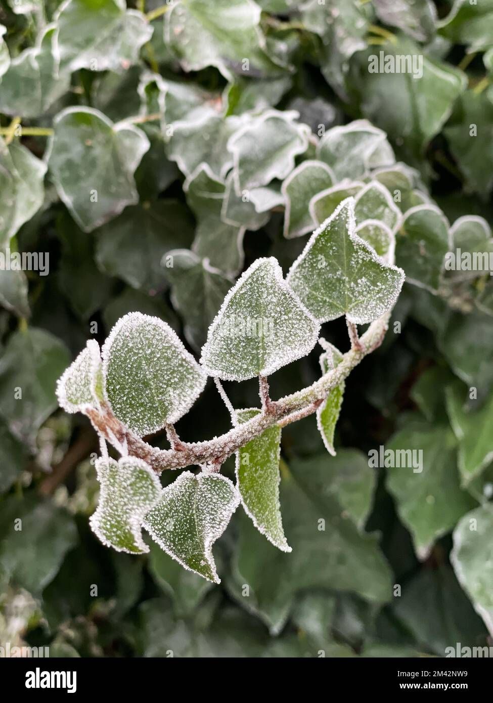 Heifrost bildet einen weißen kristallinen Rahmen um die grünen, herzförmigen Blätter einer Efeu-Rebe. Stockfoto