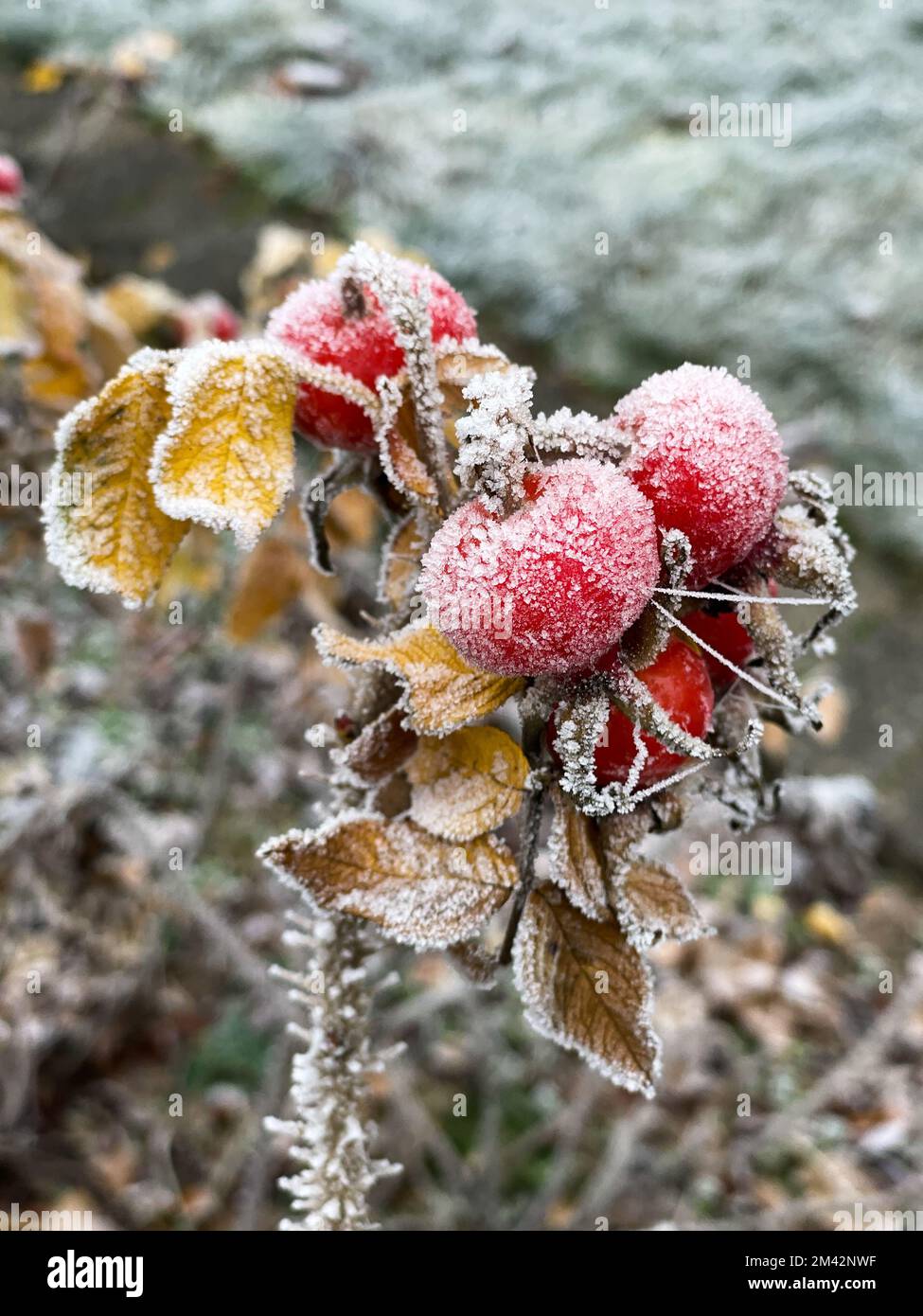 Die Hüften einer wilden Rose sind mit Heiserfrost bedeckt. Stockfoto