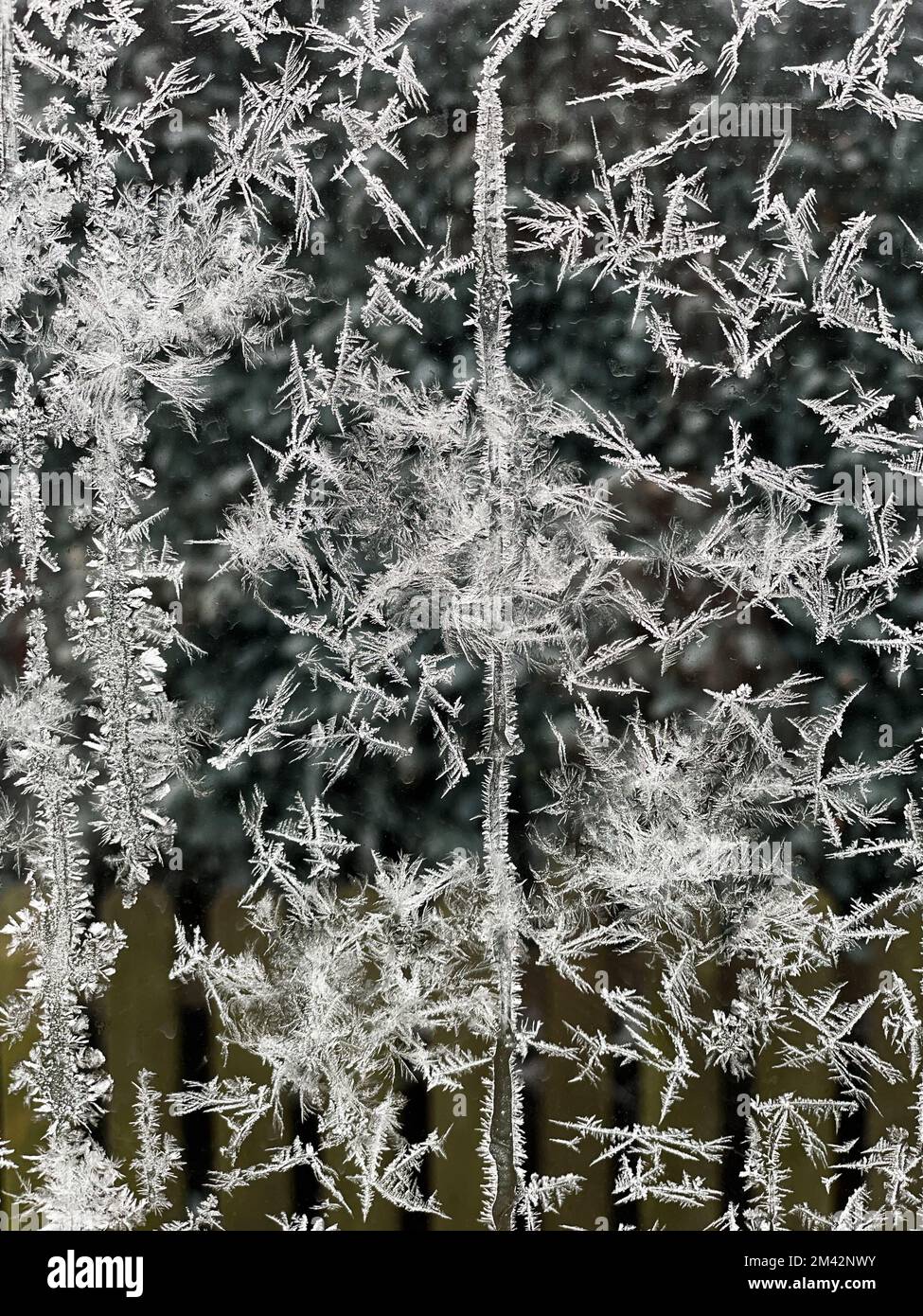 Es gibt viele eng beieinander liegende Eisblumen auf einer Scheibe. Stockfoto