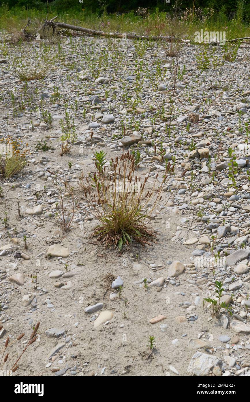 Plantago lanceolata-Pflanzen im Flussbett Stockfoto