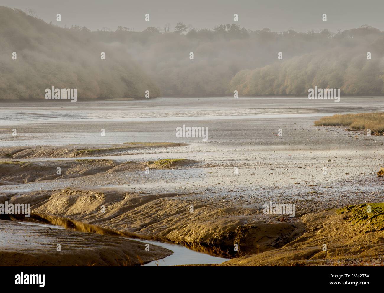 Ebbe am Fluss Tresillian, Cornwall Stockfoto