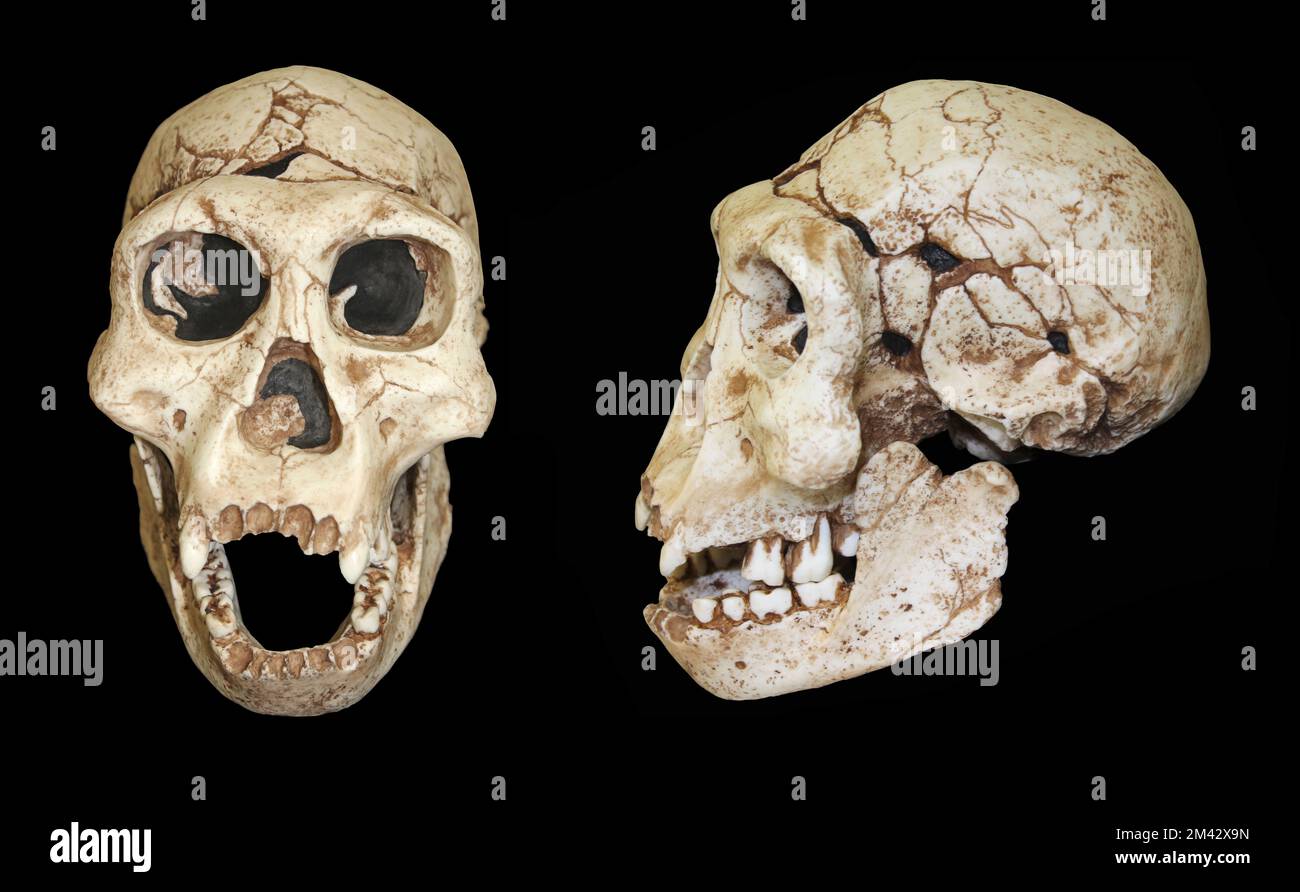 Homo erectus Schädel Dmanisi, Georgia Stockfoto