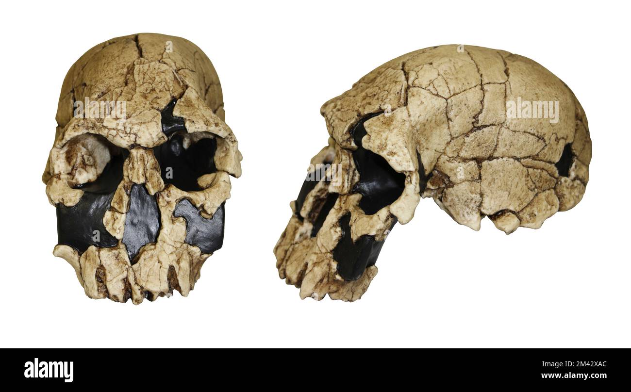 Homo rudolfensis Frontseitenvergleich Stockfoto