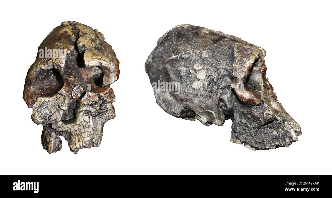 Kenyanthropus platyops Frontseitenvergleich Stockfoto