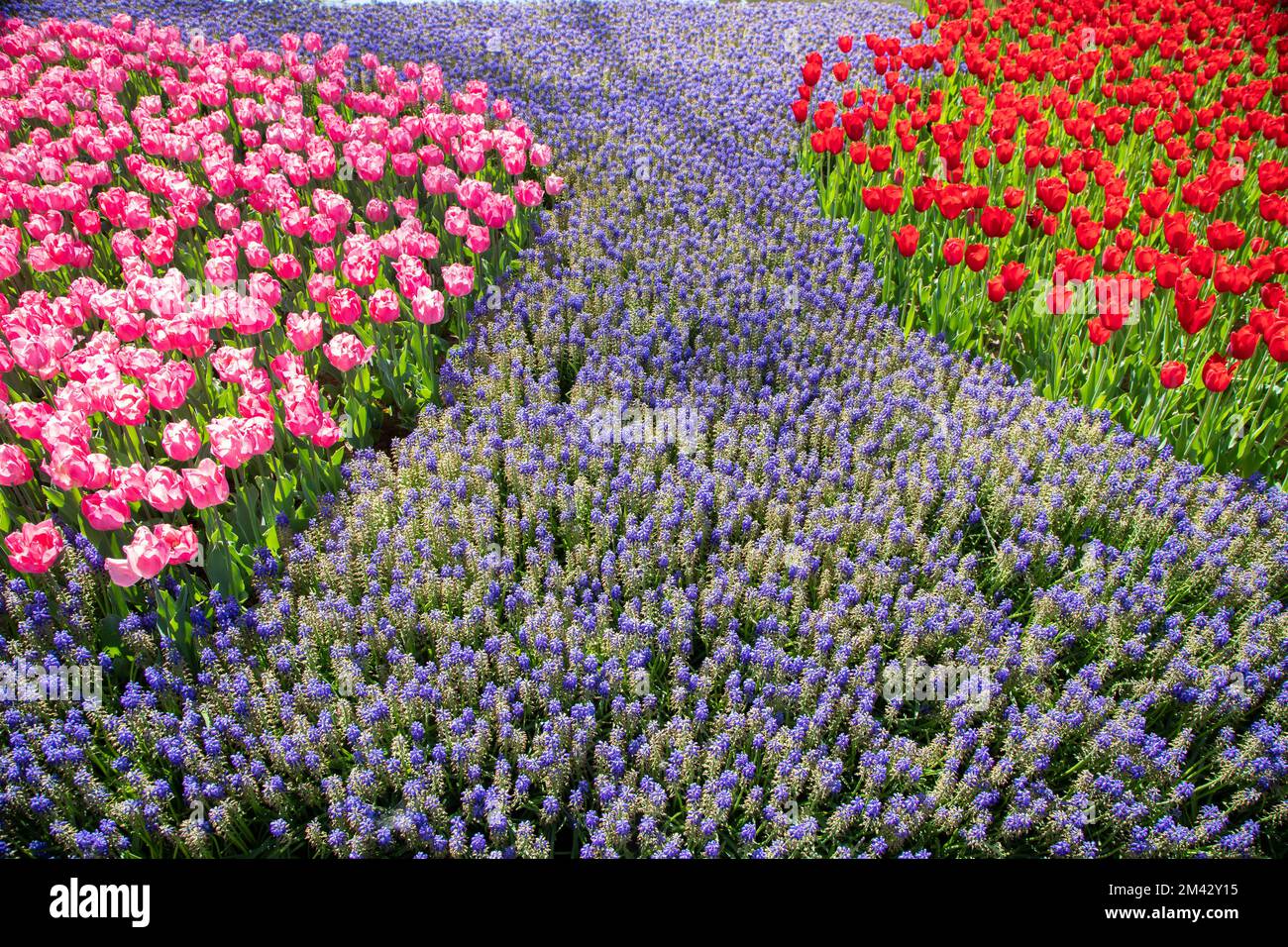 Rosa Tulpenblüten mit violetten Hyazinthen-Blüten Stockfoto