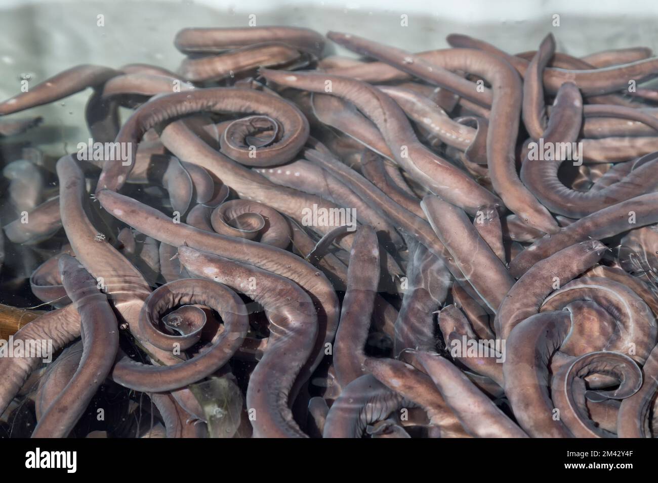 Pazifischer Hagfisch "Eptatretus stoutii" Fang, auch Schleimaal genannt, (im Meerwasser, Lebendexport nach Südkorea für den menschlichen Verzehr). Stockfoto