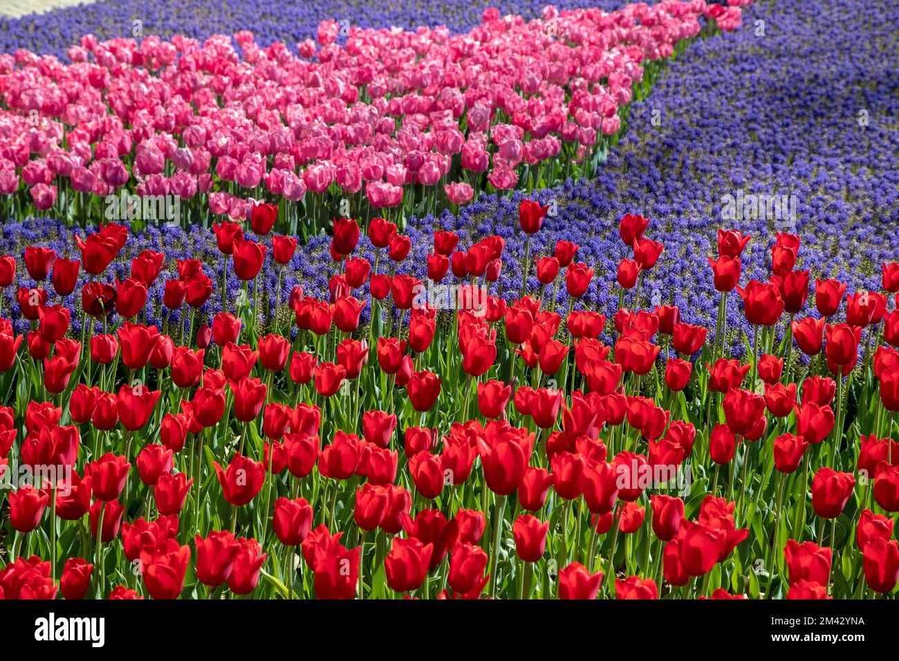 Rote und rosa Tulpen im Garten Stockfoto