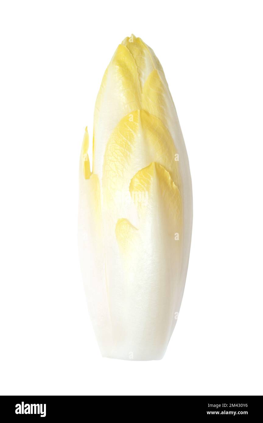 Belgische Endivie, frische Chicorée-Knospe mit leicht bitteren Blättern, isoliert, von oben. Witlof, Indivia, Endivias oder Chicon. Stockfoto