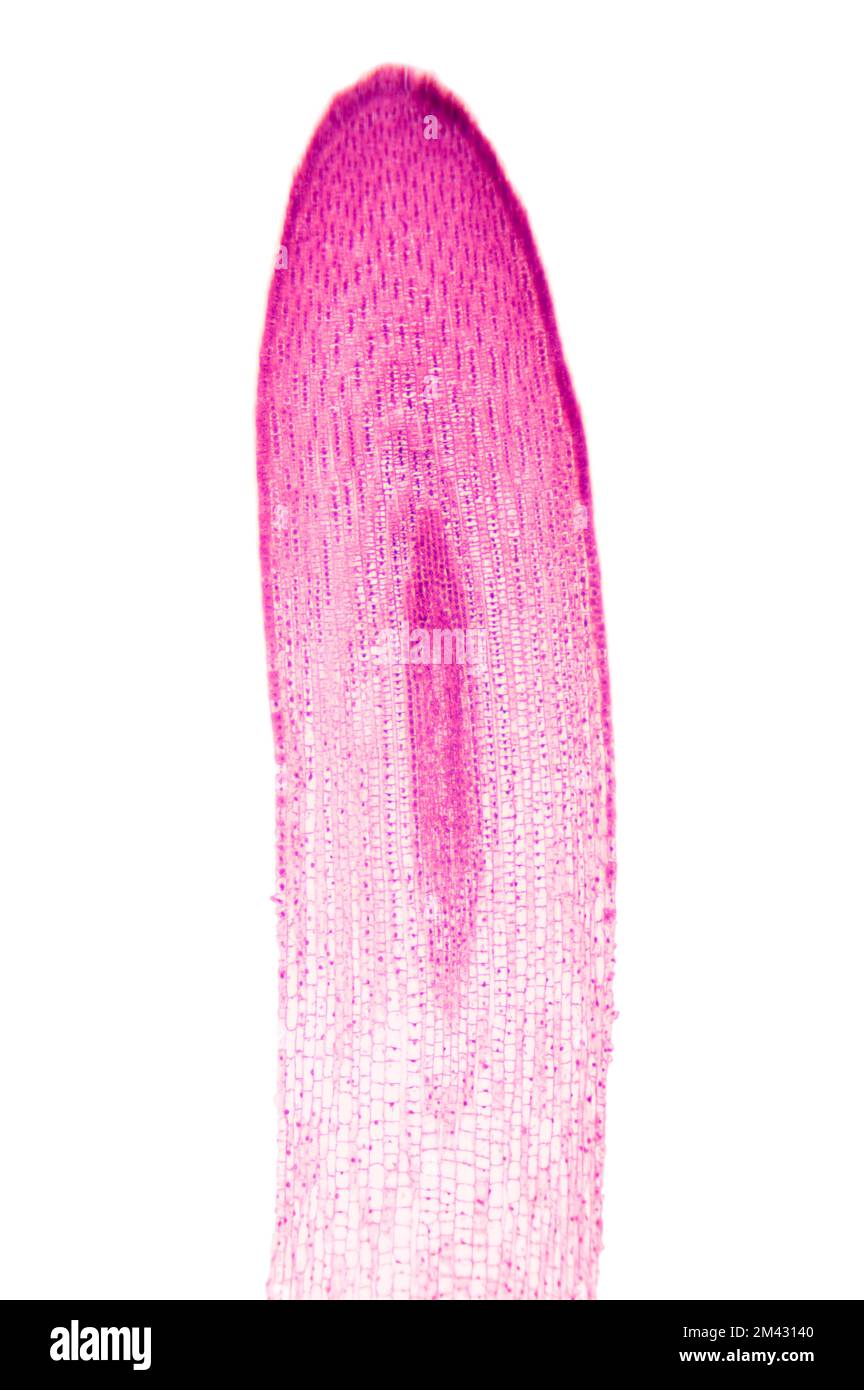 Zea-Wurzelspitze, unter dem Lichtmikroskop. Längsschnitt durch die Spitze einer Maispflanze, Zea mays. Lichtmikrograph mit 8X-facher Vergrößerung. Stockfoto