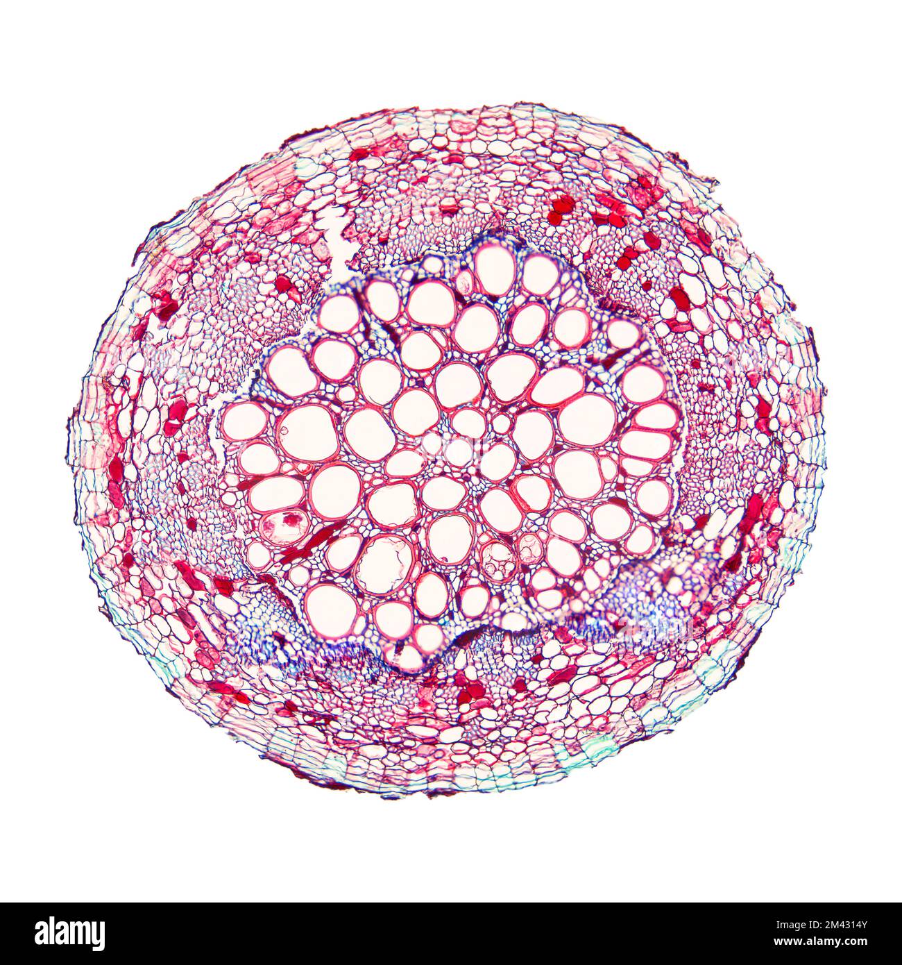 Baumwollpflanzenwurzel, unter dem Lichtmikroskop. Querschnitt durch die Wurzel von Gossypium hirsutum, Berggebiet oder auch mexikanischer Baumwolle. Stockfoto