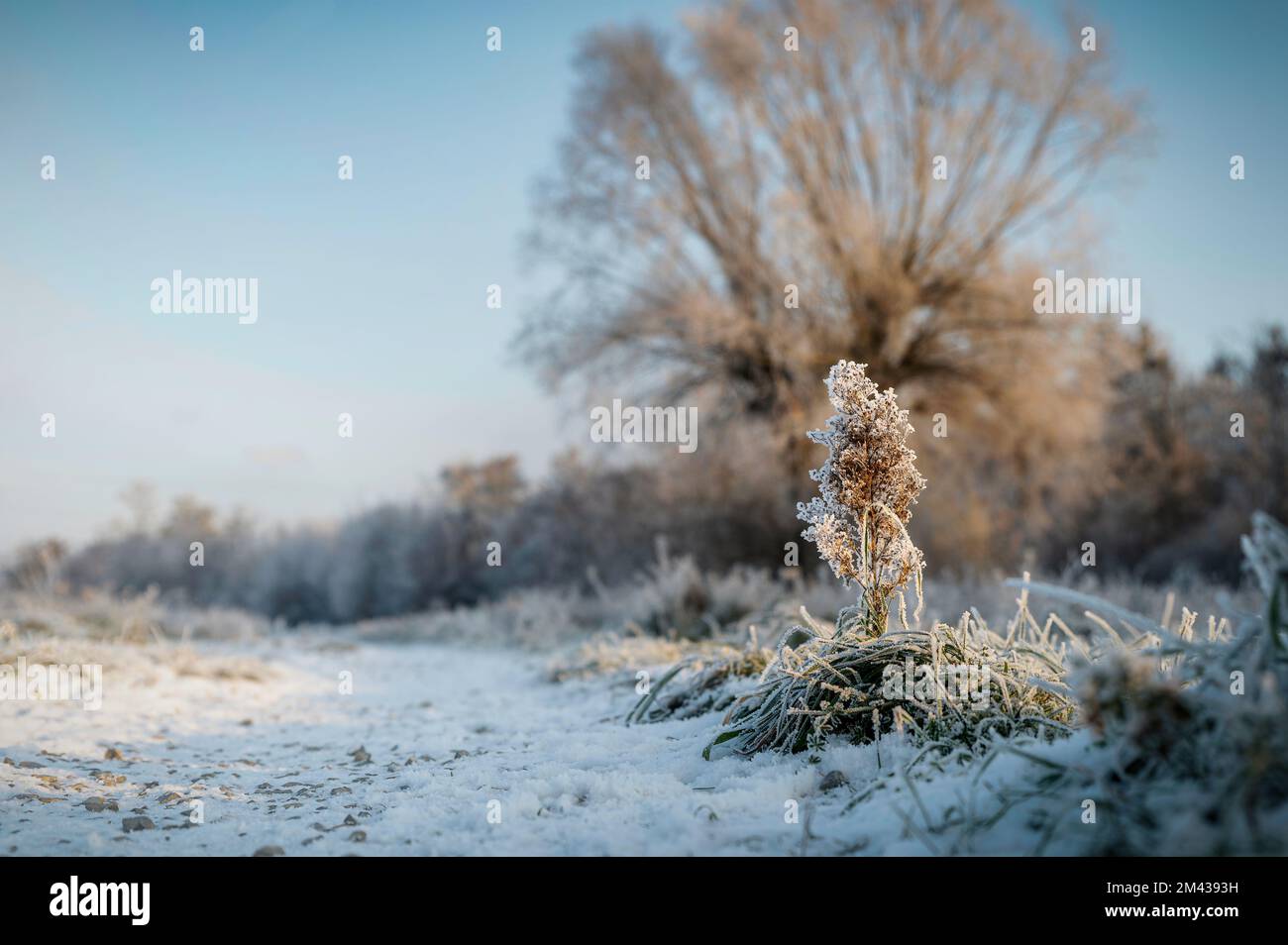 Frost Stockfoto