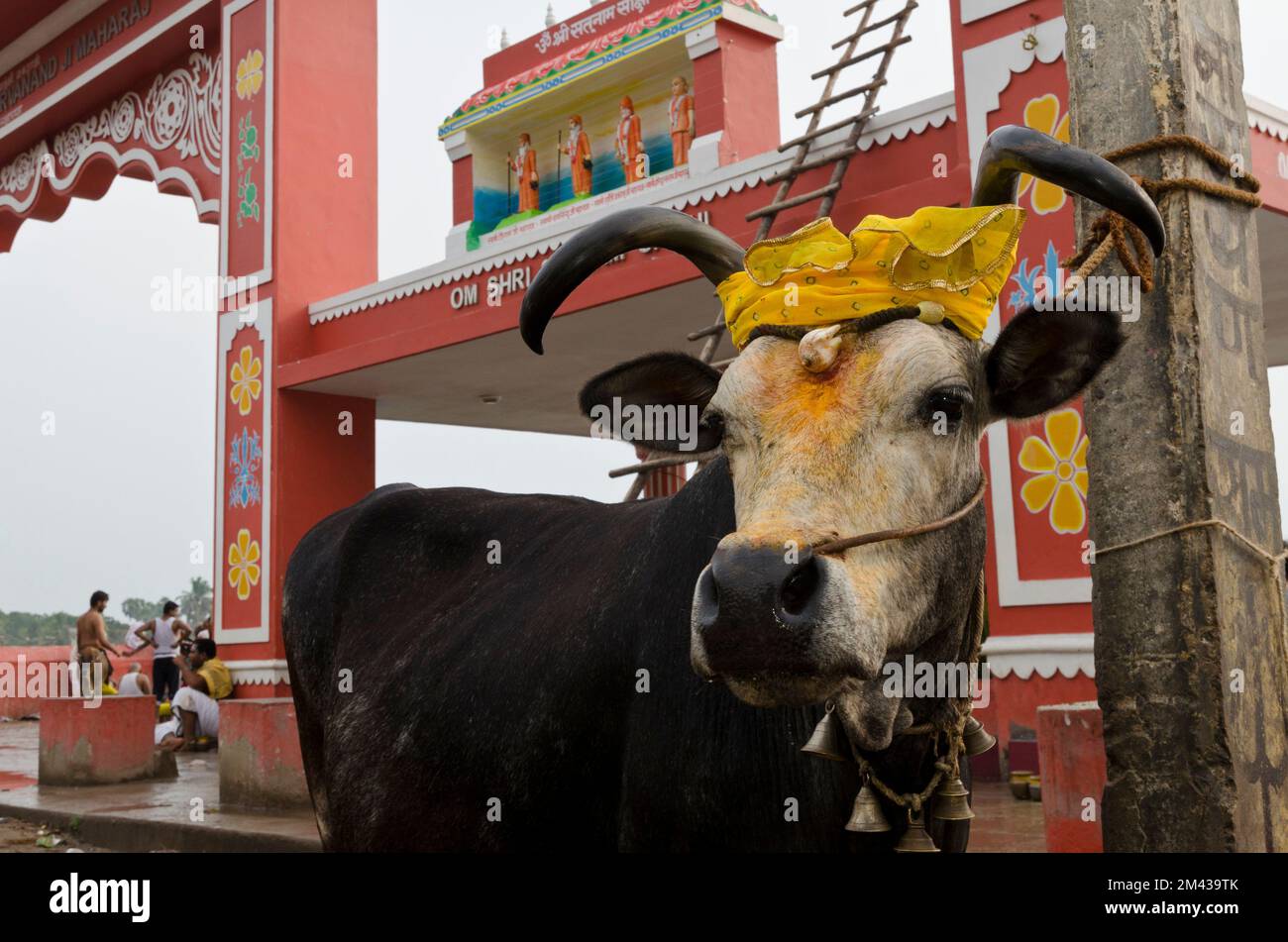 Heilige Kuh, dekoriert mit Blumengirlanden, am Bade-Ghat Stockfoto