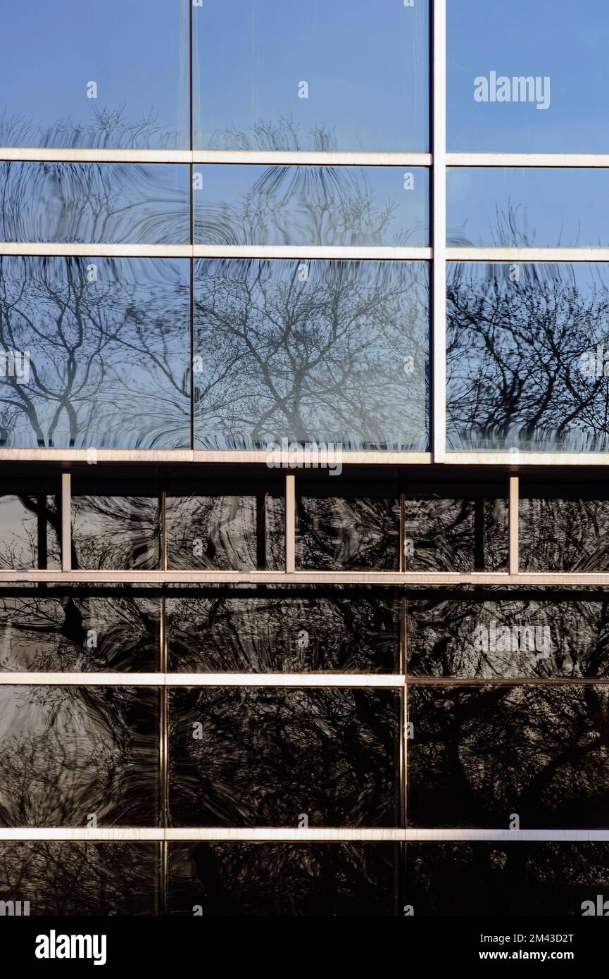 Bäume, die sich in einem städtischen Bürofenster spiegeln Stockfoto