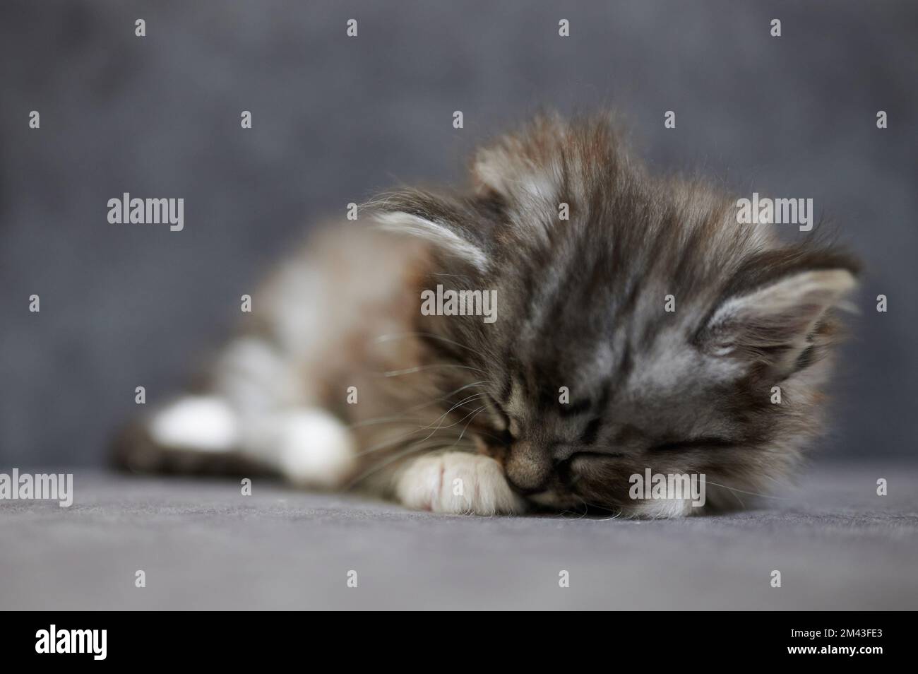 Porträt einer schlafenden Katzenmakro-Nahaufnahme Stockfoto